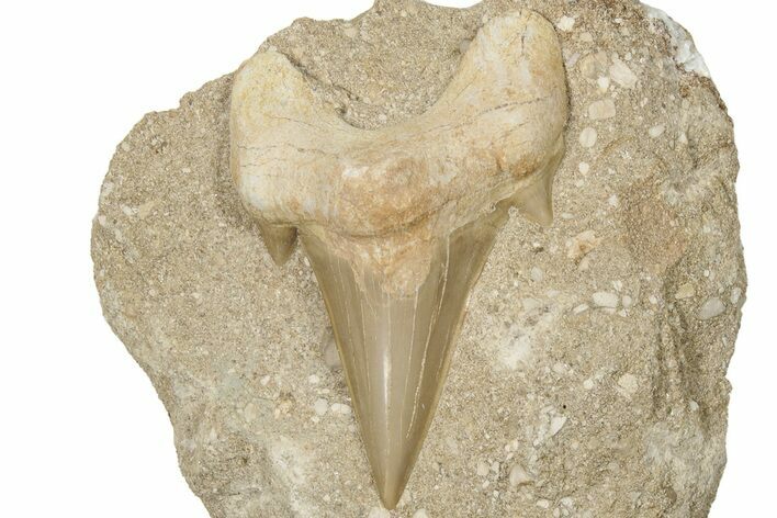 Otodus Shark Tooth Fossil in Rock - Huge Tooth! #201158